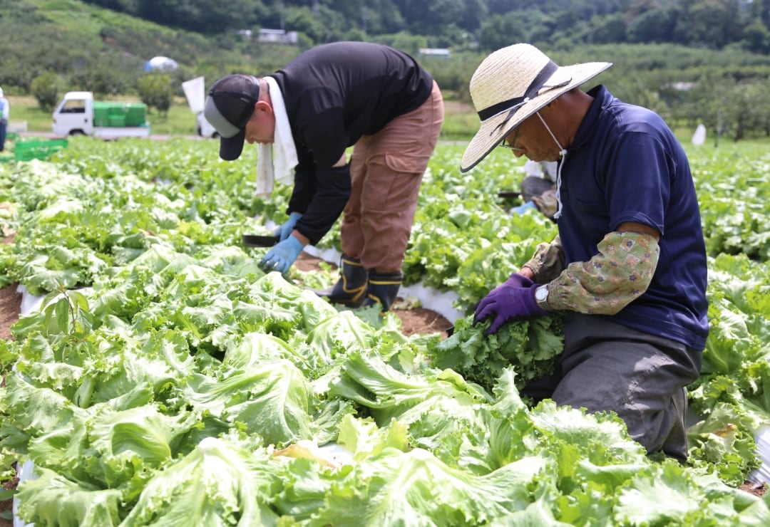 安心の産直野菜を安定供給