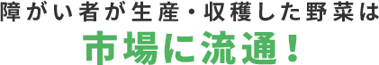 障がい者が生産・収穫した野菜は市場に流通!
